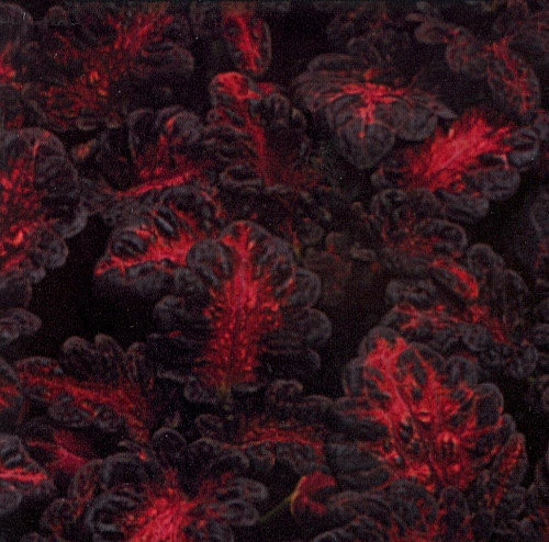 Black Dragon Coleus 40 Seeds