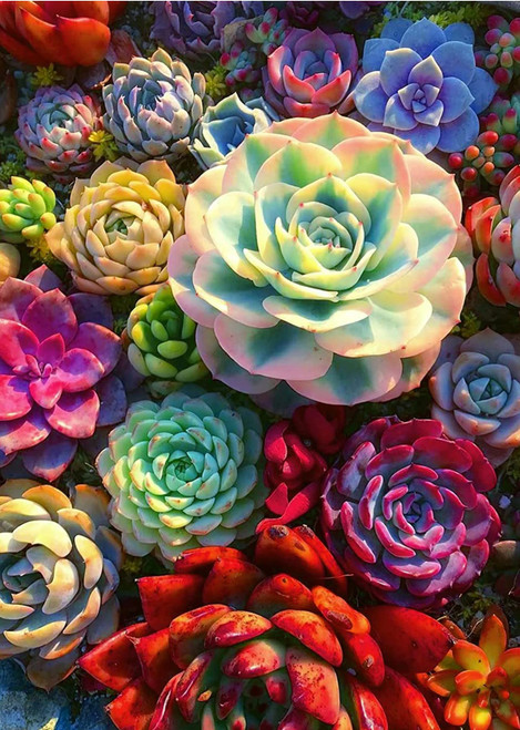 Succulents Diamond Art Painting Kits for Adults - Full Drill Diamond Dots Paintings for Beginners, Round 5D Paint with Diamonds Pictures Gem Art Painting Kits DIY Adult Crafts 12x16inch Succulents Diamond Art Painting Kits for Adults - Full Drill Diamond Dots Paintings for Beginners, Round 5D Paint with Diamonds Pictures Gem Art Painting Kits DIY Adult Crafts 12x16inch