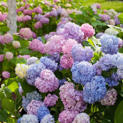 zcbang Rare Plant Flower Seed 50 Pcs Beautiful Garden Potted Mixed Color Hydrangea Flower Seed Flower Plant Rare Seeds