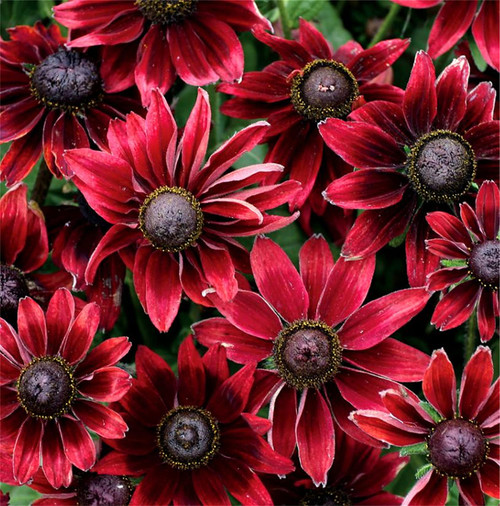 zcbang Rare Plant Flower Seed Rudbeckia laciniata 200 Pcs Red Rudbeckia Seeds'Cherry Brandy'