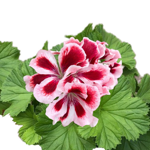 Geranium Seeds (Pelargonium) Seeds 325 Seeds (Style #7)