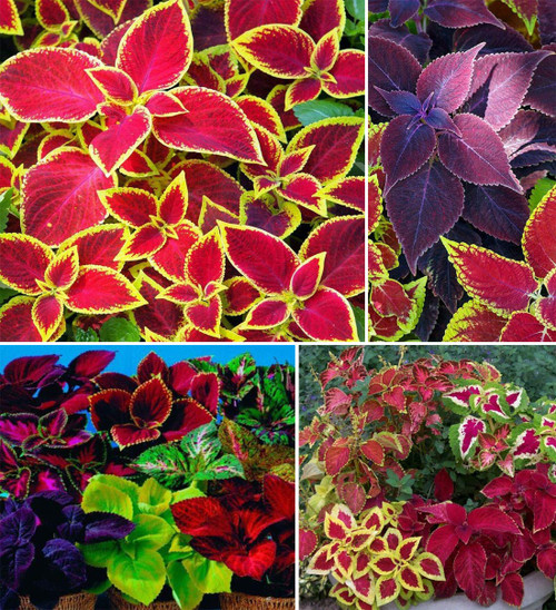 100+ Rare Mixed Coleus Flowers Seeds Rainbow Coleus Wizard Mixed Perennial Foliage Plant 100+ Rare Mixed Coleus Flowers Seeds Rainbow Coleus Wizard Mixed Perennial Foliage Plant