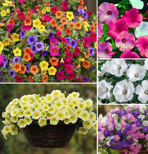 200+ Mixed Petunia Climbing Flower Seeds Plants Annual Flower Bonsai Decorative 200+ Mixed Petunia Climbing Flower Seeds Plants Annual Flower Bonsai Decorative