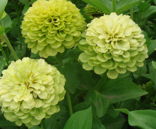 100+ Green Envy Zinnia Seeds Elegans Heirloom Chartreuse Double Flower Blooms Non-GMO