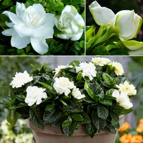 50+ Gardenia Jasminoides Jasmine Shrub Seeds Cape Jasmine Flower Perennial Garden Plant Bonsai