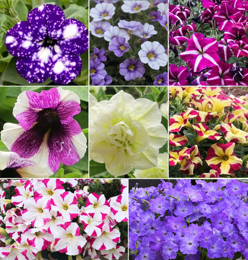 200+ Petunia Hanging Flower Seeds Dwarf Containers Hanging Baskets Window Bright Garden 200+ Petunia Hanging Flower Seeds Dwarf Containers Hanging Baskets Window Bright Garden