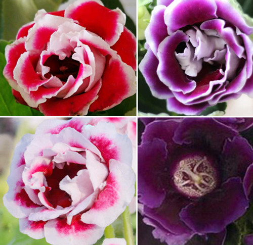 50+ Mixed Gloxinia Sinningia Flower Seeds Bonsai Home Perennial Flower Plants