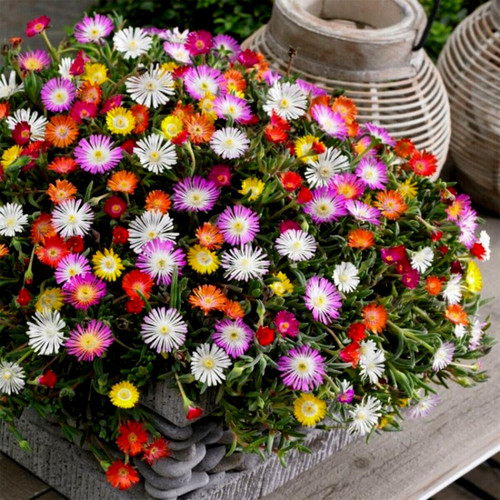 Livingstone Daisy Ice Plant Seeds Packet Grow Mixed Color Flowers 100 Seeds Livingstone Daisy Ice Plant Seeds Packet Grow Mixed Color Flowers 100 Seeds