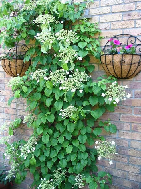 VAACNEE 100pcs Climbing Hydrangea White Flower Vine Seeds