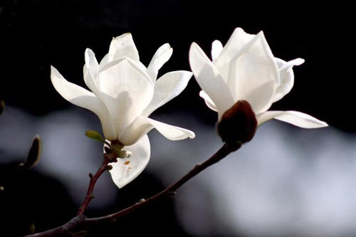 MOCCUROD 15 Lily Magnolia Flower Tree Seeds White Fragrant Tulip Magnol Liliiflora Seeds