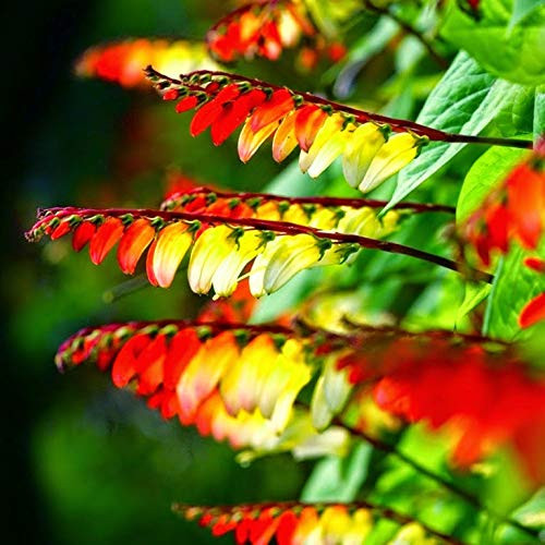 Seeds Firecracker Cypress Red Star (Ipomoea Quamoclit) Climbing Outdoor Annual Garden Cut Flowers for Planting Non GMO
