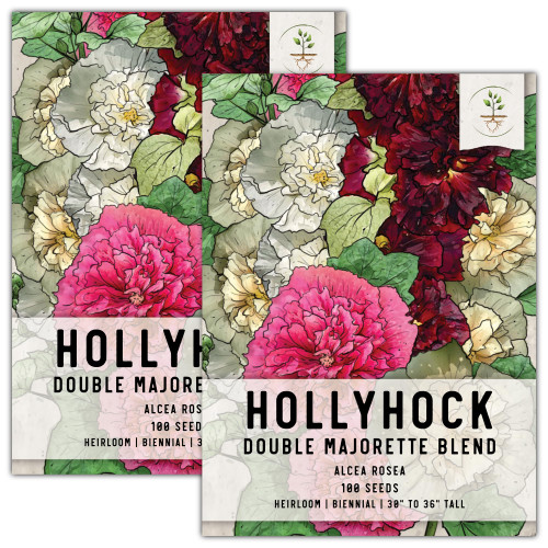 Seed Needs, Double Majorette Hollyhock Seeds - 100 Heirloom Seeds for Planting Alcea rosea - Mixed Biennial Flower That Attracts Pollinators to The Garden (2 Packs) Seed Needs, Double Majorette Hollyhock Seeds - 100 Heirloom Seeds for Planting Alcea rosea - Mixed Biennial Flower That Attracts Pollinators to The Garden (2 Packs)
