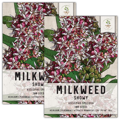 Seed Needs, Showy Milkweed Seeds - 100 Heirloom Seeds for Planting Asclepias speciosa - Untreated & Open Pollinated, Attracts Monarch Butterflies (2 Packs) Seed Needs, Showy Milkweed Seeds - 100 Heirloom Seeds for Planting Asclepias speciosa - Untreated & Open Pollinated, Attracts Monarch Butterflies (2 Packs)