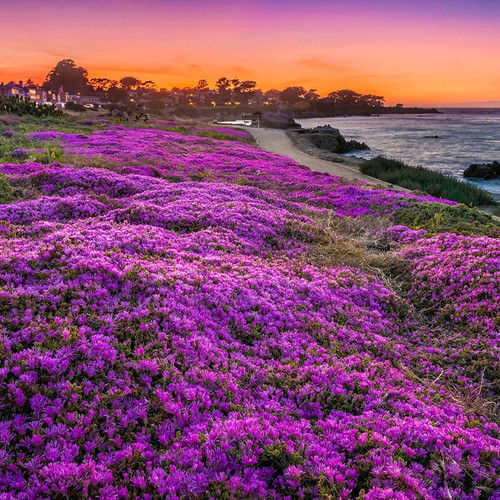 Magic Creeping Thyme Seeds 15000+ Seeds Beautiful Ground Cover Plants Seeds Easy to Plant and Grow Perennial Flower Landscaping Seeds for Garden Magic Creeping Thyme Seeds 15000+ Seeds Beautiful Ground Cover Plants Seeds Easy to Plant and Grow Perennial Flower Landscaping Seeds for Garden