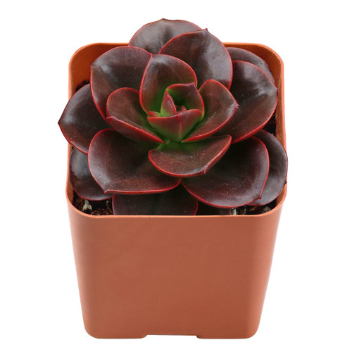 Live Succulent 2" Echeveria 'Melaco', Unique Plants Fully Rooted in 2inch Pots with Soil, Mini House Plant for Home Office Decoration, DIY, Wedding Party Favor Gift Live Succulent 2" Echeveria 'Melaco', Unique Plants Fully Rooted in 2inch Pots with Soil, Mini House Plant for Home Office Decoration, DIY, Wedding Party Favor Gift