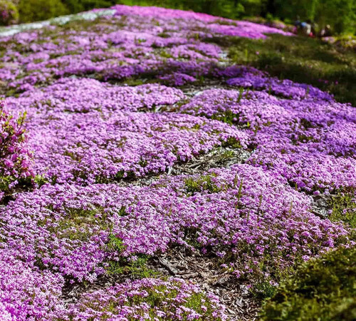 15000+ Creeping Thyme Ground Cover Seeds for Planting - Magic Perennial Flower Landscaping Seeds for Garden 15000+ Creeping Thyme Ground Cover Seeds for Planting - Magic Perennial Flower Landscaping Seeds for Garden