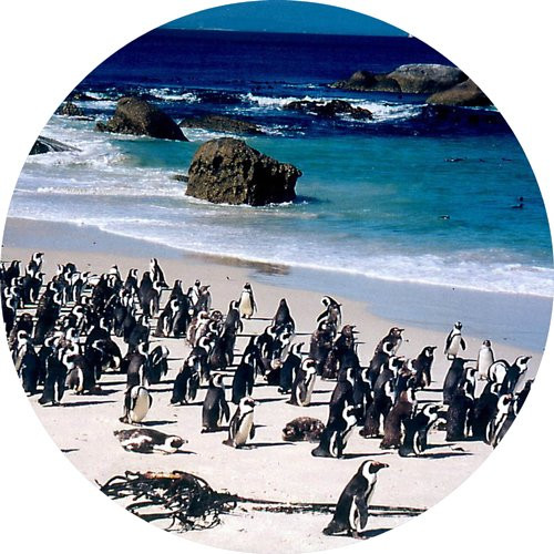 Penquins 5" Round Jar Opener or Mini Mousepad with Black Backing Great Gift Idea