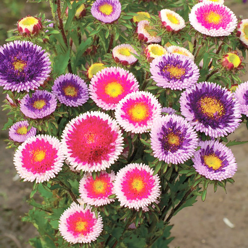 CEMEHA SEEDS - Aster Moon Mix Annual Flowers for Planting