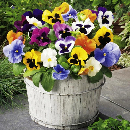 KIRA SEEDS - Seeds Viola Swiss Mix - Perennial Flowers for Planting - GMO Free KIRA SEEDS - Seeds Viola Swiss Mix - Perennial Flowers for Planting - GMO Free