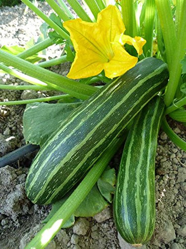 KIRA SEEDS - Seeds Cocozelle Zucchini - Heirloom Vegetable - GMO Free