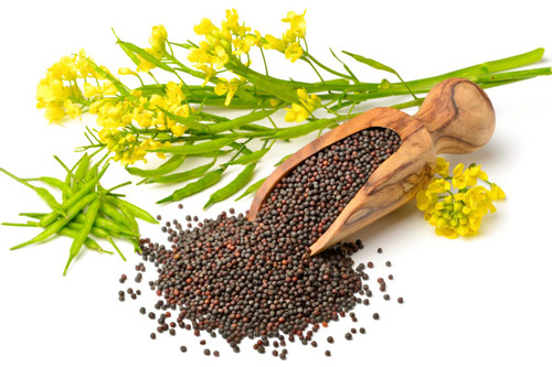 KIRA SEEDS - Seeds Black Mustard - Heirloom Vegetable - GMO Free