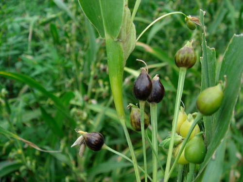 KIRA SEEDS - Seeds Job's Tears - Coix Millet - Annual Flowers for Planting - GMO Free KIRA SEEDS - Seeds Job's Tears - Coix Millet - Annual Flowers for Planting - GMO Free
