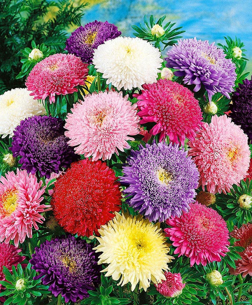 KIRA SEEDS - Aster Princess Mix - Annual Flowers for Planting - GMO Free