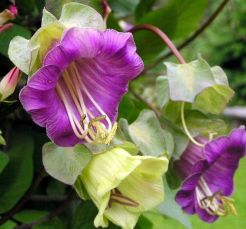 KIRA SEEDS - Cathedral Bells - Cup and Saucer Vine Cobaea - Perennial Flowers for Planting - GMO Free