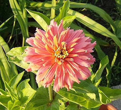 Burpee Rose Giant Cactus Zinnia Seeds - Packet of 30 Seeds