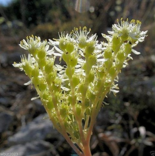 300 SEDUM sediforme Seeds ,Pale Stonecrop, Perennial Flowers / Rock Garden