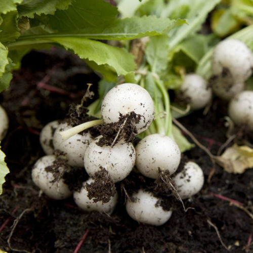 Radish Seeds, White Beauty Radish, Radish Seeds, 4 oz Seeds per Pack, COOL BEANS N SPROUTS - Non-GMO, COOL BEANS N SPROUTS