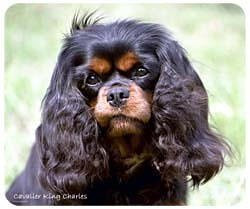 Cavalier King Charles Spaniel Mousepad