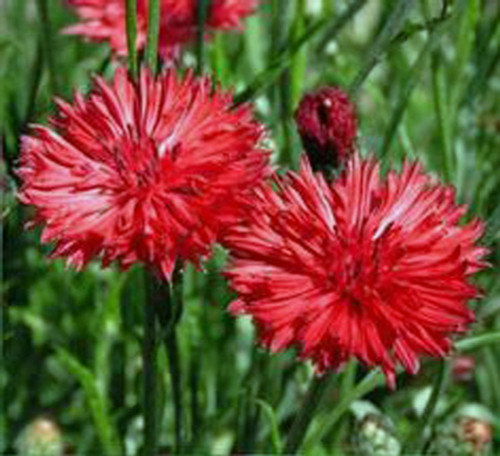 Bachelor Button, Tall Red Seeds, 500 Seeds, Beautiful Bright Red Colored Blooms.