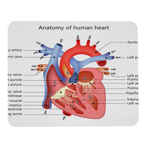 Wozukia The Heart Anatomy Mouse Pad Custom Medical Structure Organ Veins Cardiology Non-Slip Rubber Base Mousepad Rectangle Mouse Mat for Laptop Computer Wireless Mouse 9.5x7.9 Inch