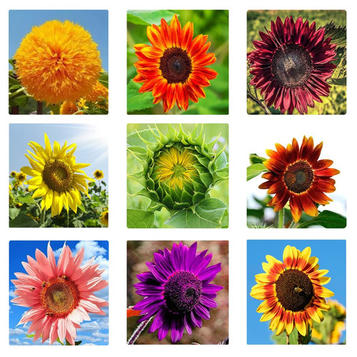 1000pcs Mix Sunflower Seeds for Planting (Helianthus annuus) - 10 Varieties Heirloom and Non-GMO Seeds for Outdoor Garden and Bonsai Plants, Easy to Plant and Grow
