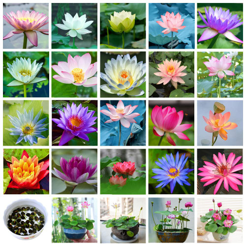 35+ Mixed Bonsai Lotus Seeds for Planting, Bowl Lotus, Water Lily Flower Plant Fresh Seeds, Aquatic Water Features Seeds Non-GMO Heirloom (Mixed Color)