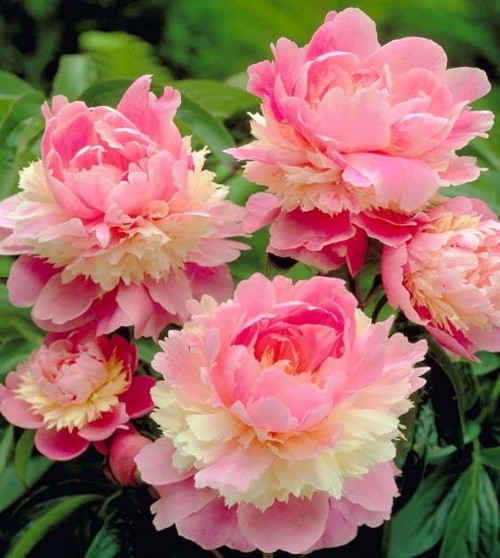 10+ Rare Seeds| Sorbet Peony Seeds #B036-Authentic Seeds-Flowers-Seeds-Rose Seeds-Herb Seeds-Vegetable Seeds-Mix Seeds for Plant- B3G1 10+ Rare Seeds| Sorbet Peony Seeds #B036-Authentic Seeds-Flowers-Seeds-Rose Seeds-Herb Seeds-Vegetable Seeds-Mix Seeds for Plant- B3G1