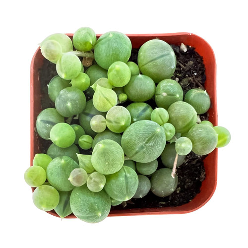 Live Mini Succulent Plant, 2in String of Pearls, 1 Pack Rare Fully Rooted in Pots with Soil Mix, Real House Plant for Home Office Wedding Decoration DIY Projects Party Favor Gift