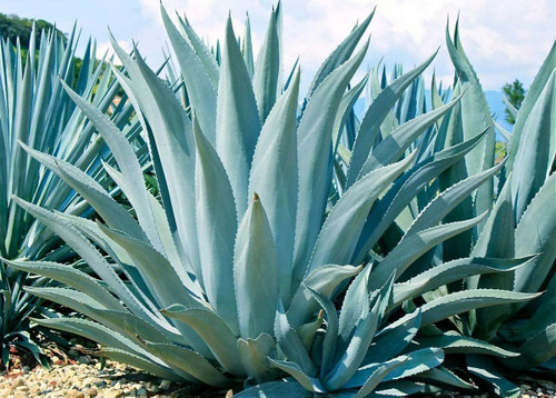 10 Agave Americana Seeds for Planting - Century Plant Succulent Seeds