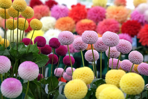 Dahlia Pom Pom Seeds for Planting - 100+ Seeds - Mixed Color Pom Pom Dahlia Seeds Dahlia Pom Pom Seeds for Planting - 100+ Seeds - Mixed Color Pom Pom Dahlia Seeds