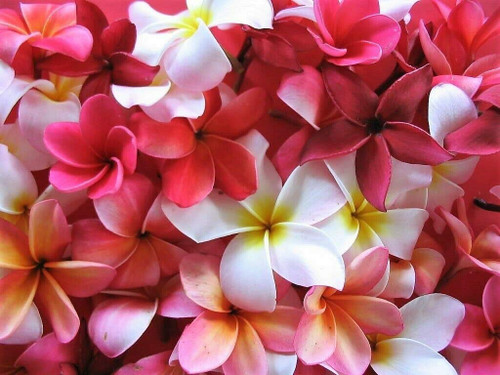 Mixed Colors Plumeria Seeds - Lei Flower Frangipani Mix Pink Red Yellow White Jocad (10 Seeds)