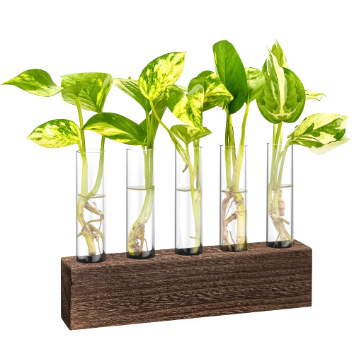 KAXYEW Desktop Glass Plant Propagation Station Test Tube Plant Terrarium in Wooden Stand for Hydroponic Plants Cutting Office Home Decoration (5 Test Tubes-BR) KAXYEW Desktop Glass Plant Propagation Station Test Tube Plant Terrarium in Wooden Stand for Hydroponic Plants Cutting Office Home Decoration (5 Test Tubes-BR)