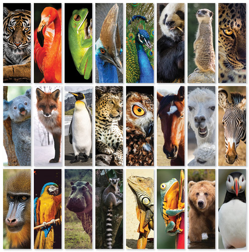 JBH Creations Around The World Animal Bookmarks - Pack of 48