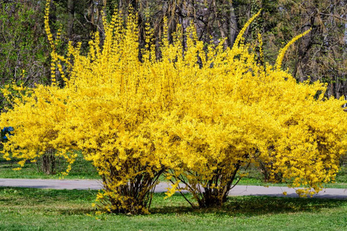 Weeping Forsythia Bush Seeds for Planting (50 Seeds) - Forsythia suspensa - Stunning Yellow Blooms Weeping Forsythia Bush Seeds for Planting (50 Seeds) - Forsythia suspensa - Stunning Yellow Blooms