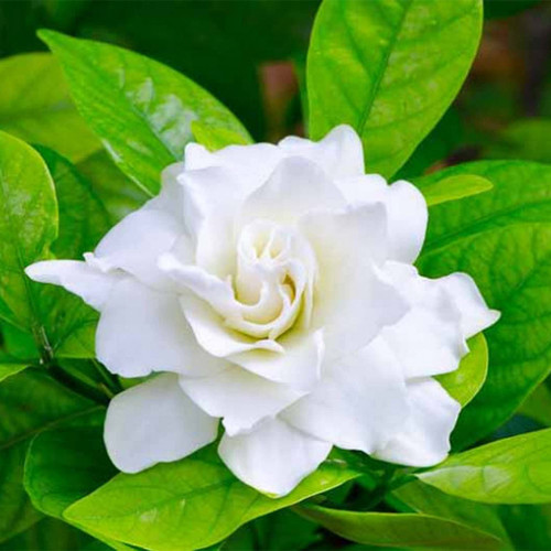 QAUZUY GARDEN 50 Pcs Cape Jasmine Gardenia Jasminoides Seeds Fragrant Blooms Attract Pollinators Striking Perennial Accent Focal Plant Specimen Tree for Home Garden Outdoor QAUZUY GARDEN 50 Pcs Cape Jasmine Gardenia Jasminoides Seeds Fragrant Blooms Attract Pollinators Striking Perennial Accent Focal Plant Specimen Tree for Home Garden Outdoor