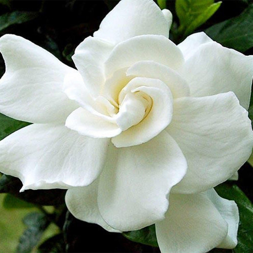 QAUZUY GARDEN 10 Pcs White Cape Jasmine Gardenia Jasminoides Seed Hardy Rare Tropical Fragrant Flower & Attract Pollinators Non-GMO Heirloom Flower Seeds to Plant Home Garden QAUZUY GARDEN 10 Pcs White Cape Jasmine Gardenia Jasminoides Seed Hardy Rare Tropical Fragrant Flower & Attract Pollinators Non-GMO Heirloom Flower Seeds to Plant Home Garden