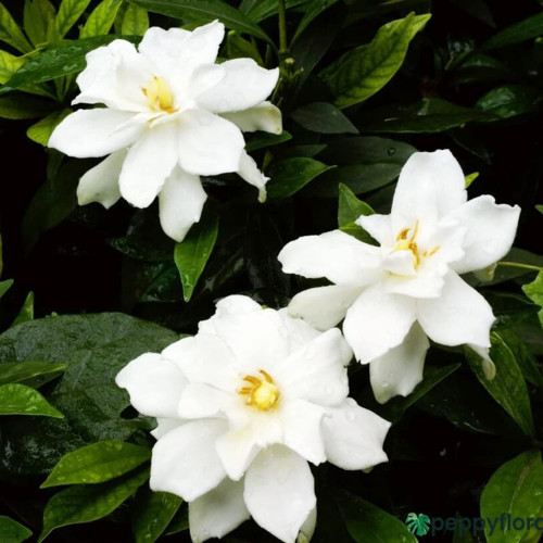 QAUZUY GARDEN 15 Pcs White Cape Jasmine Gardenia Jasminoides Seed Rare Tropical Fragrant Flower & Attract Pollinators Striking Showy Houseplant Indoor Plant QAUZUY GARDEN 15 Pcs White Cape Jasmine Gardenia Jasminoides Seed Rare Tropical Fragrant Flower & Attract Pollinators Striking Showy Houseplant Indoor Plant