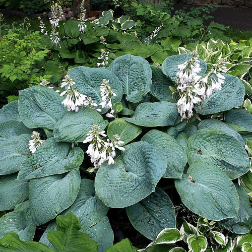 QAUZUY GARDEN 100 Hosta Plantain Lily Seeds Huge, Blue-Grey Hart Shaped Leaves Striking Perennial Fast-Growing Shade Garden Plant Low-Maintenance QAUZUY GARDEN 100 Hosta Plantain Lily Seeds Huge, Blue-Grey Hart Shaped Leaves Striking Perennial Fast-Growing Shade Garden Plant Low-Maintenance