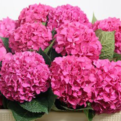 QAUZUY GARDEN Pink Hydrangea Seeds 25 Hortensia Seed - Fragrant Fasting-Growing Perennial Flowering Shrub Tree Bush Plants - Easy to Grow & Low-Maintenance QAUZUY GARDEN Pink Hydrangea Seeds 25 Hortensia Seed - Fragrant Fasting-Growing Perennial Flowering Shrub Tree Bush Plants - Easy to Grow & Low-Maintenance