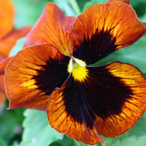 QAUZUY GARDEN 50 Orange Black Pansy Violet Viola Wittrockiana Seed Bloom from Spring to Fall & Attract Bees Non-GMO Heirloom Flower Seeds to Plant Home Garden Outdoor QAUZUY GARDEN 50 Orange Black Pansy Violet Viola Wittrockiana Seed Bloom from Spring to Fall & Attract Bees Non-GMO Heirloom Flower Seeds to Plant Home Garden Outdoor